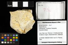 Foto (Objekt + Etiketten) von Eodromites sp. 